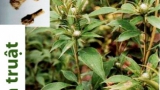 Bài thuốc trị chứng ho do phế hỏa